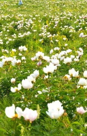 額爾古納市：芍藥花開引客來