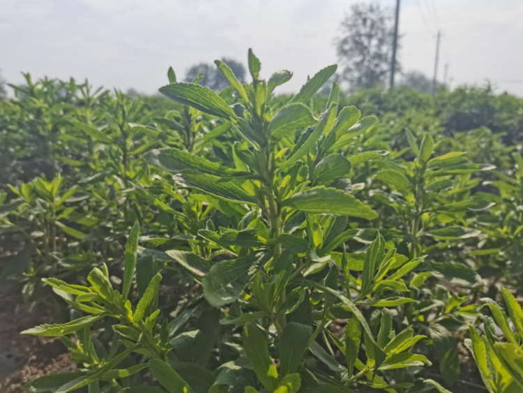 蚌埠五河東劉集鎮：甜葉菊種植打造鄉村振興的“甜蜜”産業_fororder_圖片2