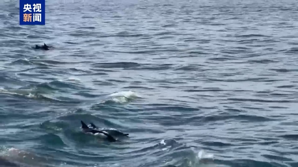 記者Vlog丨南非赫曼努斯“鯨魚節” 生態與文化交織的海洋盛會