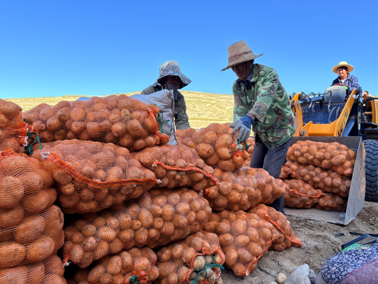 甘肅定西馬鈴薯進入采收季_fororder_圖片1