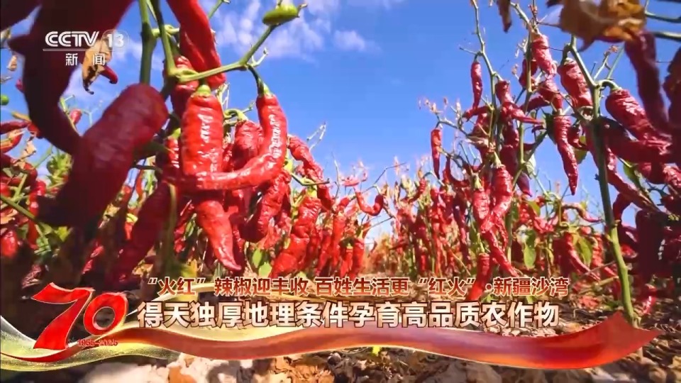 在新疆萬畝戈壁晾曬場 看“火紅辣椒”帶來“紅火日子”