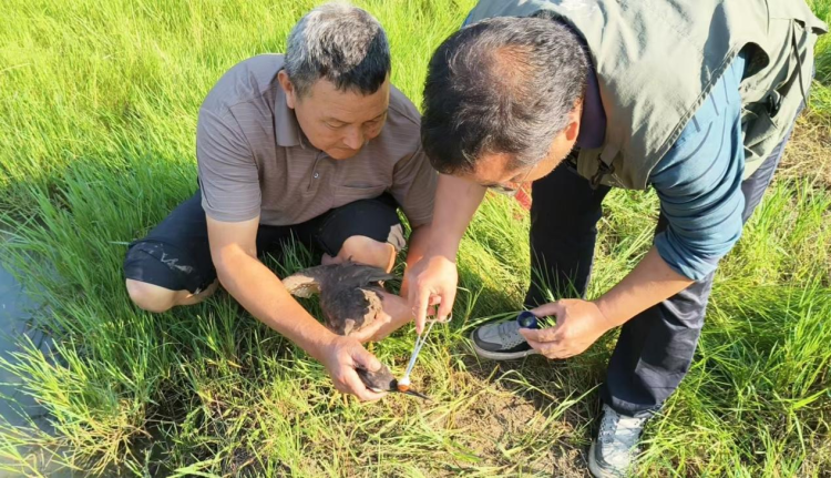 “瀕危”海南鳽誤入鴨棚 湖南崀山續寫36小時生態守護溫情故事_fororder_圖片4