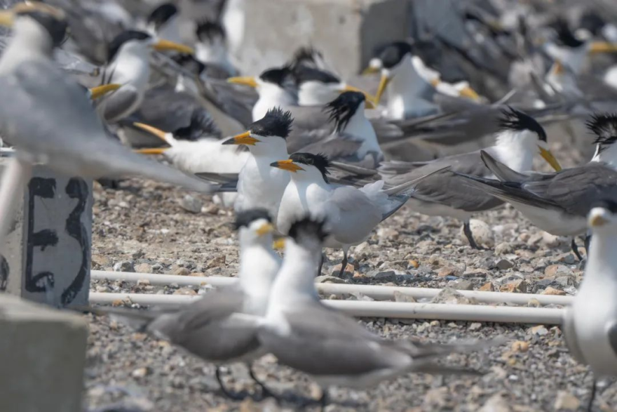Wenzhou, Zhejiang: “Green Power Ark” Welcomes the Return of the “Mythical Bird”_fororder_圖片1