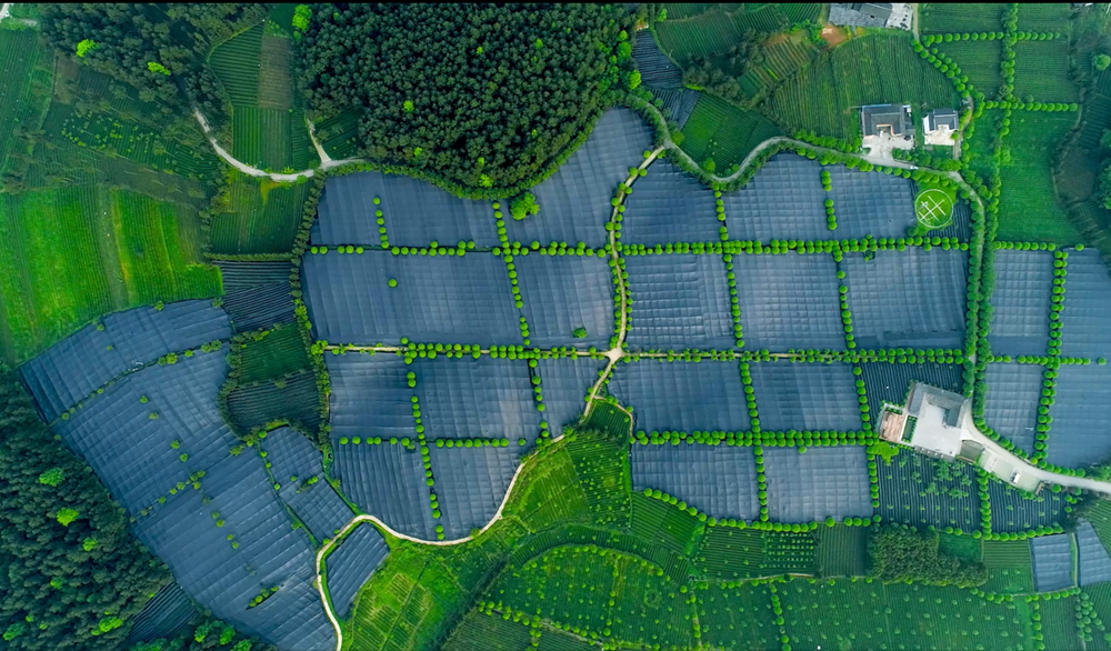 A New Paradigm of “Intelligent Tea Manufacturing”: Guizhou Matcha Aroma Spreads Worldwide_fororder_圖片4