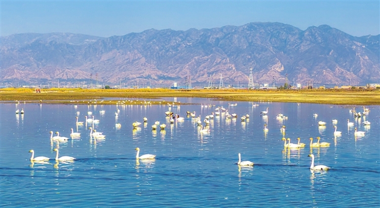 候鳥共秋舞翩躚_fororder_4302414_wangxia_1762181538907_s