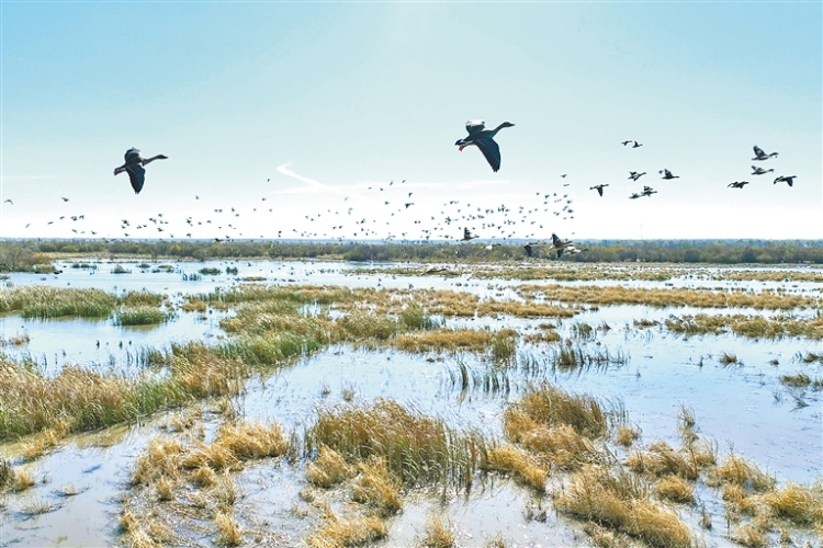 興安盟：三萬候鳥雲集科爾沁_fororder_興安4