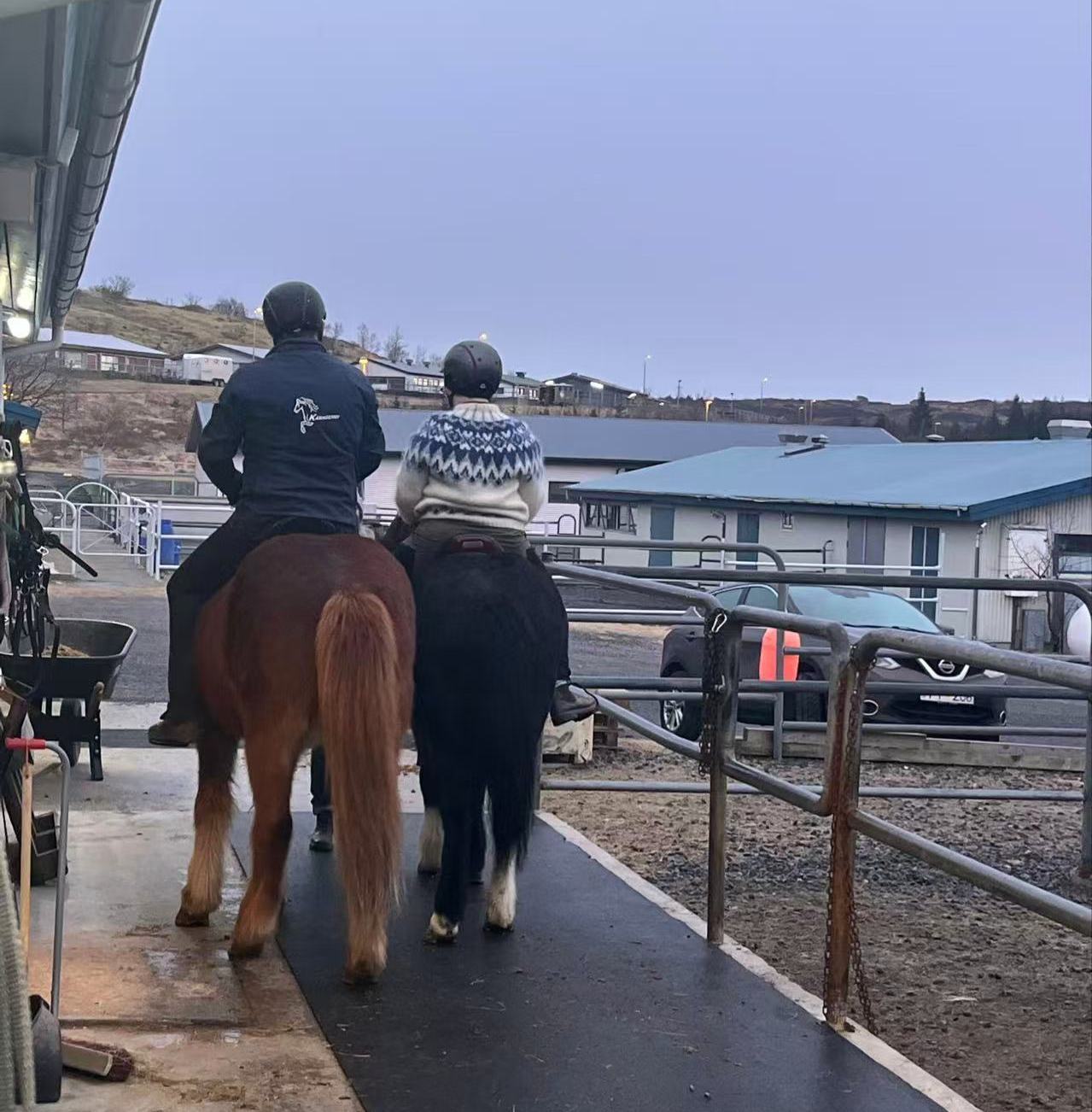 尋馬記 | 外表很萌 血統純正 揭開冰島馬的神秘面紗