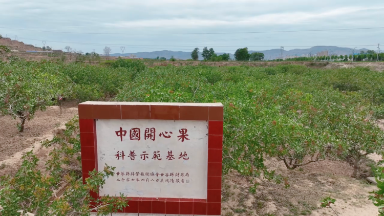 天水市甘谷縣：科技耕耘打造“金色名片” 農旅融合助力鄉村振興新動能_fororder_開心果2