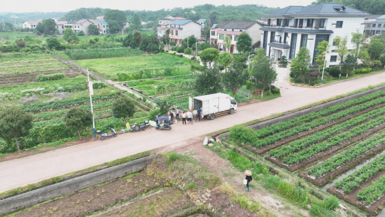 湖南衡陽縣時令果蔬爭“鮮”上市 農旅融合助力鄉村振興_fororder_圖片16