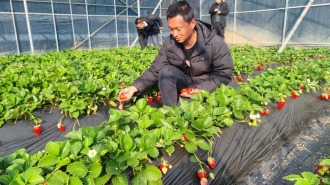 【新春走基層】種“好”草莓 過“好”生活