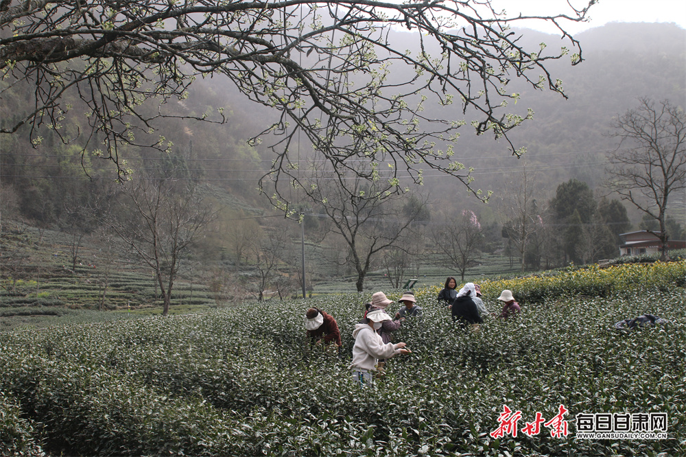 品春天第一縷茶香隴南文縣明前茶開採_fororder_5