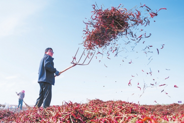 湘椒西移滿“疆”紅_fororder_8