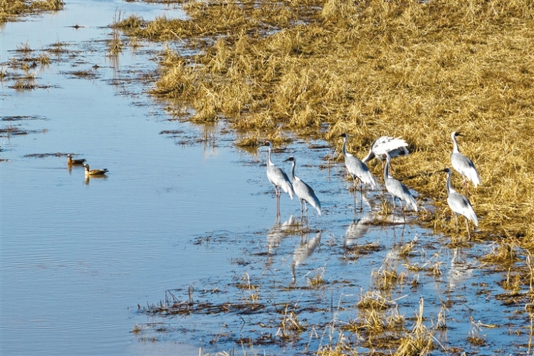 興安盟：三萬候鳥雲集科爾沁_fororder_興安3