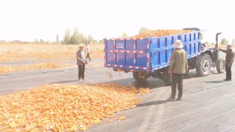 甘肅張掖有“種”種天下 源頭良種上天貓