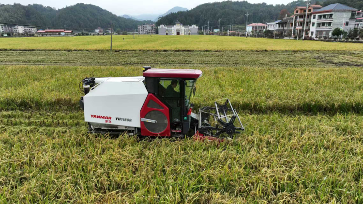 1438.2公斤！隆回縣再生稻畝産創全國新高_fororder_圖片5