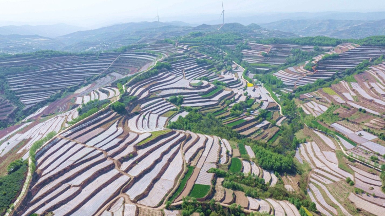 天水市秦安縣王鋪鎮：大力推進特色農業基地建設 築牢糧食安全防線_fororder_1