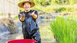 澳洲小龍蝦遊進山間稻田
