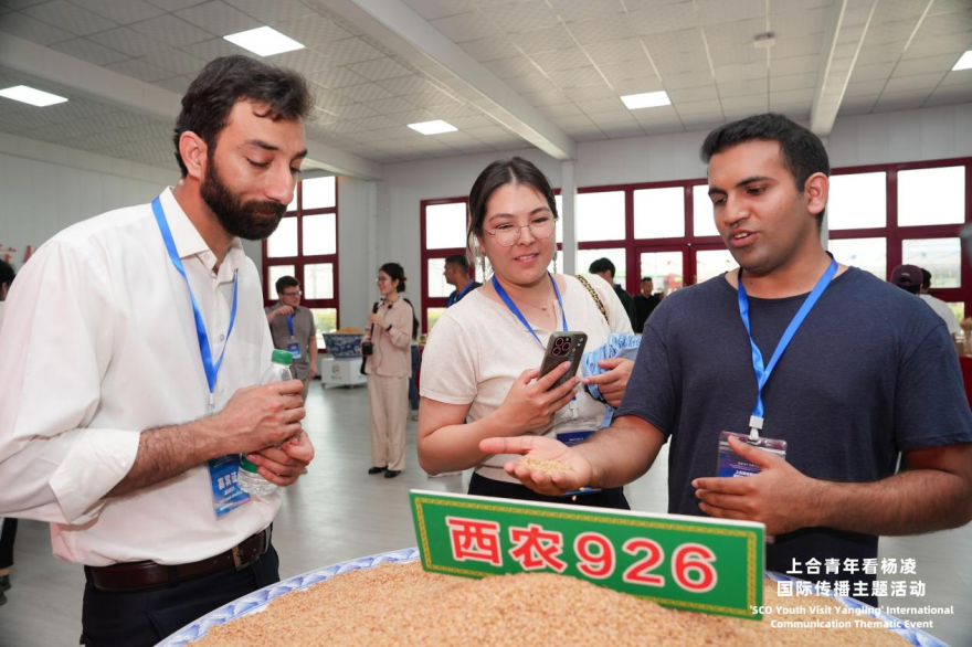 SCO Youth “Check In” at China's Agricultural Science City, Yangling, Exploring New Momentum for International Agricultural Cooperation_fororder_圖片8