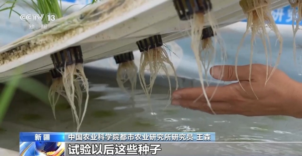 砥礪奮進七十載 天山南北譜華章丨沙漠上的“浪漫”産業 托起新疆菜籃果盤
