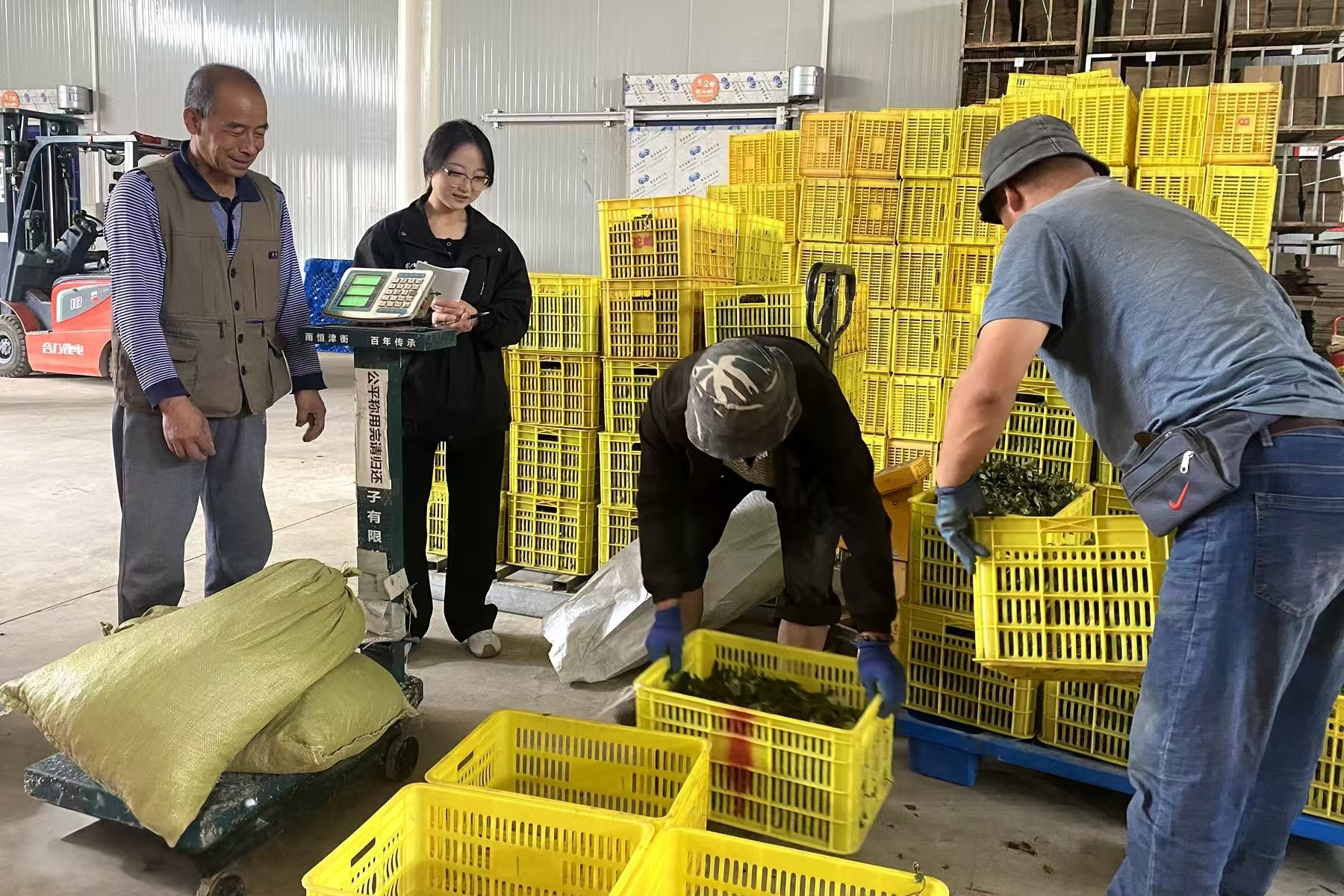 天水甘谷：花椒産業再擴新“賽道” 小嫩芽撬動鄉村大發展_fororder_44