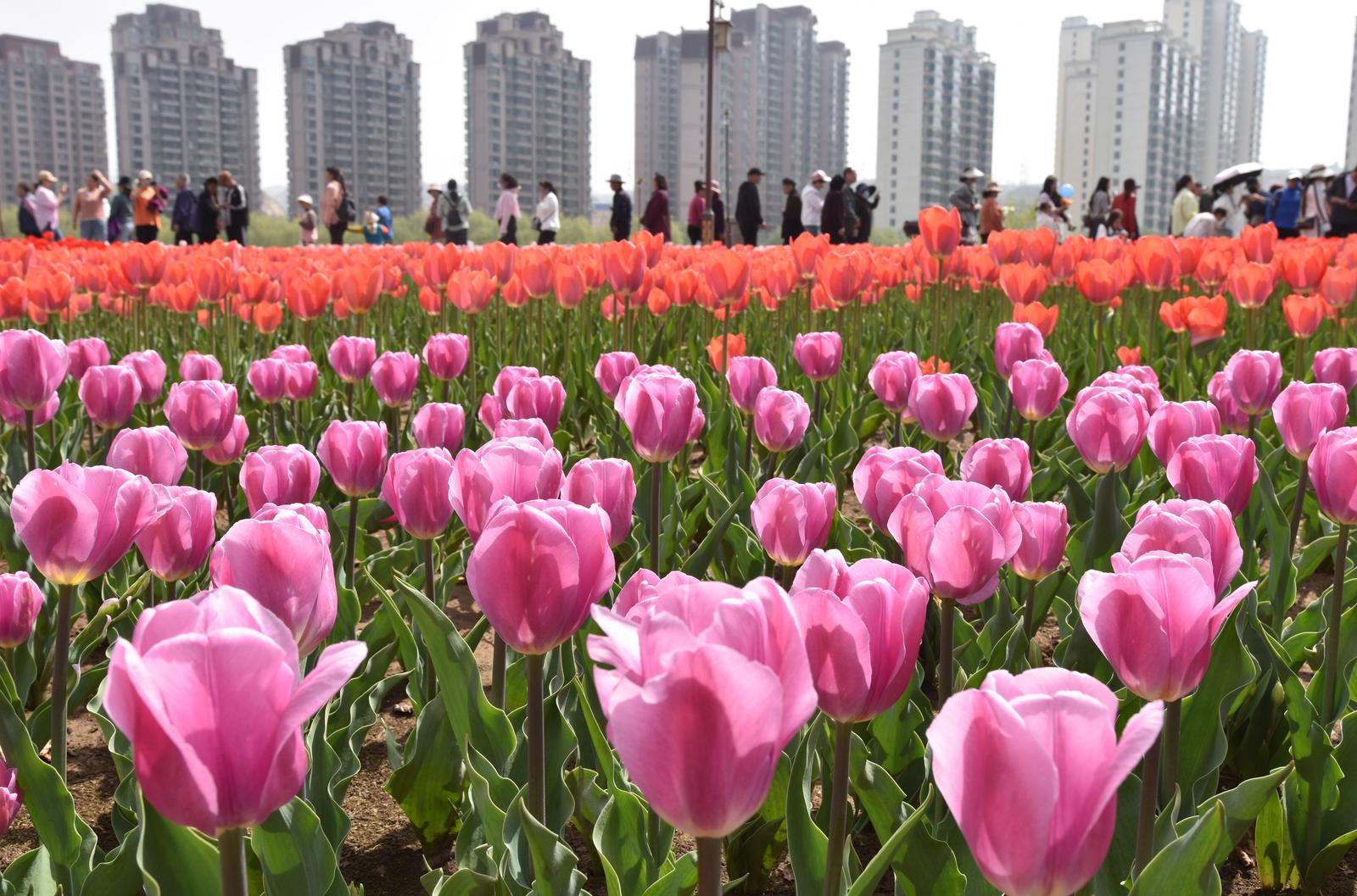 臨夏永靖：全國文明城市創建 多年拼搏結碩果！_fororder_鬱金香公園
