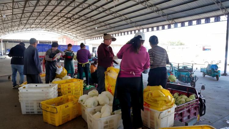 臨夏永靖:昔日“黃河灘”今朝“菜籃子” 湟水河畔的綠色“脈動”_fororder_4