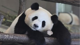解構局丨旅日中國大熊貓回家！“萌實力”征服全球