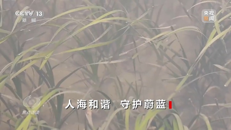 焦點訪談丨保護海洋生態 守好人海和諧的藍色家園