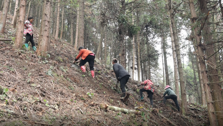 湖南新寧盤活山林“綠色家底” 做優富民“增收産量”_fororder_2