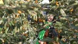 天水甘谷：碩果盈枝晃如燈 “柿”氣飄香引客來