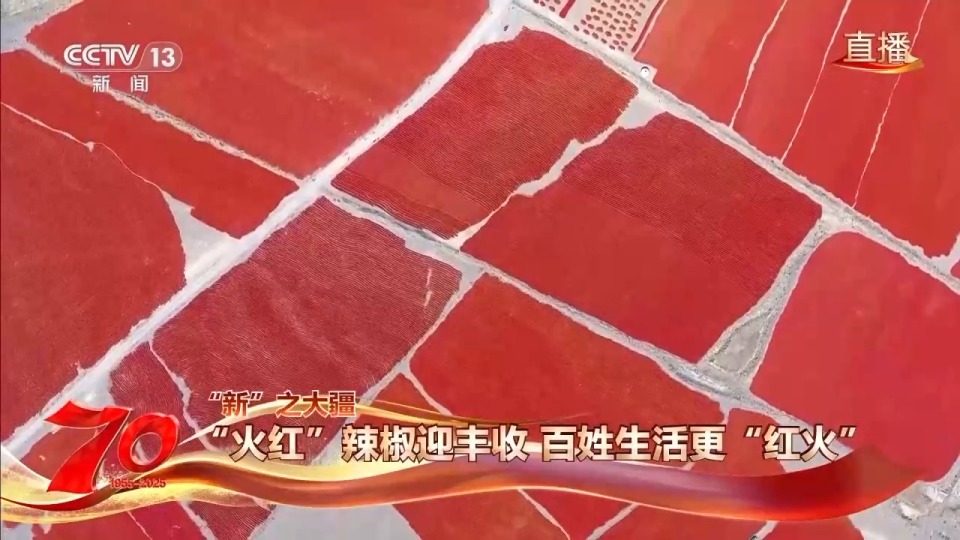 在新疆萬畝戈壁晾曬場 看“火紅辣椒”帶來“紅火日子”