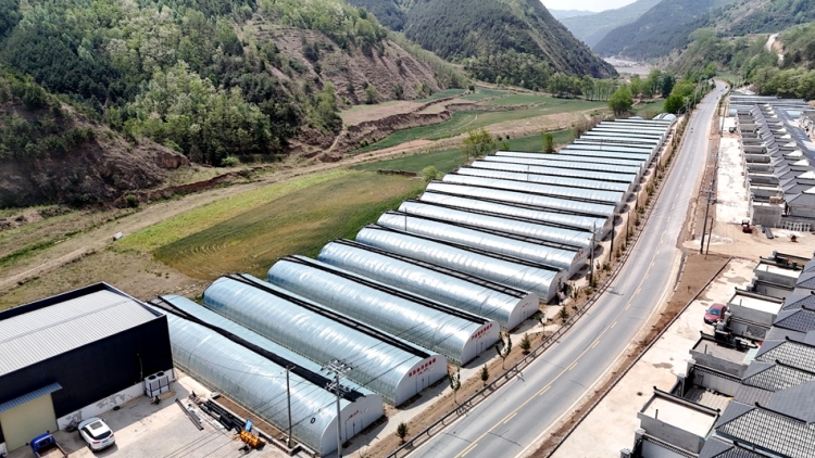 天水市清水縣白駝鎮：蔬菜大棚繪就鄉村振興“新圖景”_fororder_微信圖片_20250618104731