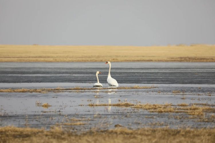 Hulunbuir: Hidden Secrets That Attract Birds_fororder_圖片2