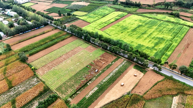 天水清水：精深加工延鏈聚勢 中醫藥産業穩步壯大_fororder_清水縣中藥材種植