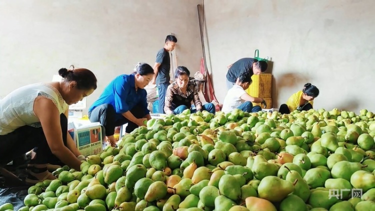 甘肅慶陽西峰區：香蕉梨“甜蜜”助農