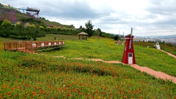 天水清水：花海打卡備受青睞 鄉村旅遊熱度上升