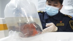 非洲觀賞魚首次“遊”進湖南