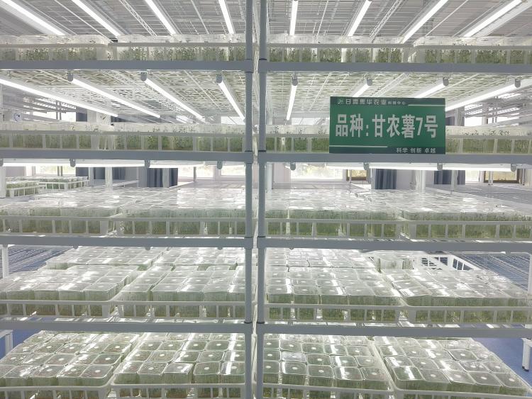 張掖民樂：馬鈴薯産業奏響助農與鄉村振興新樂章_fororder_幼苗培育室_AI看圖
