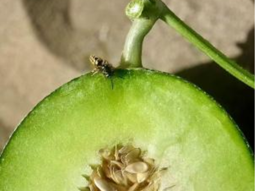 以鮮為媒，以蜜為介，讓世界品嘗海南的甜_fororder_4