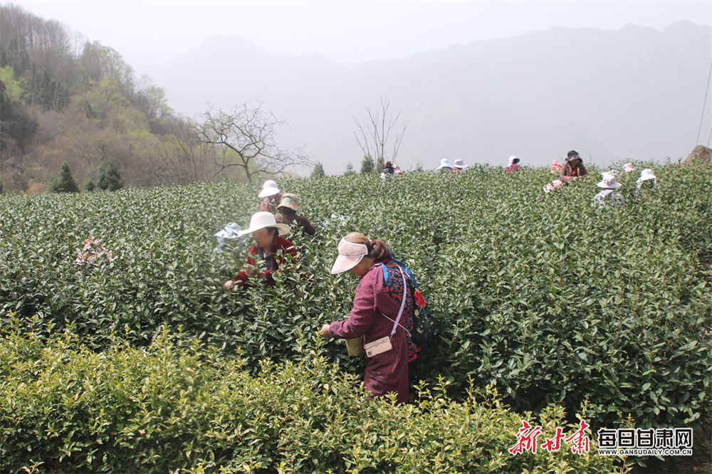 品春天第一縷茶香隴南文縣明前茶開採_fororder_3