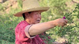 工行金融“活水”精準灌溉 永登苦水玫瑰産業綻放新姿