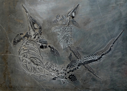 生命之石 探求之旅 ——專訪貴陽金陽古生物化石博物館館長金仁義