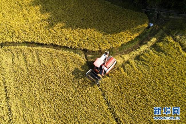 China asegura otro año de buena cosecha en 2018