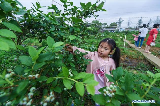 Une fille récolte des myrtilles dans une base à Lincheng, dans le district de Changxing, province chinoise du Zhejiang (est), le 19 mai 2018. Les myrtilles de Changxing sont mûres et la récolte attire de nombreux touristes. (Photo : Xu Yu)