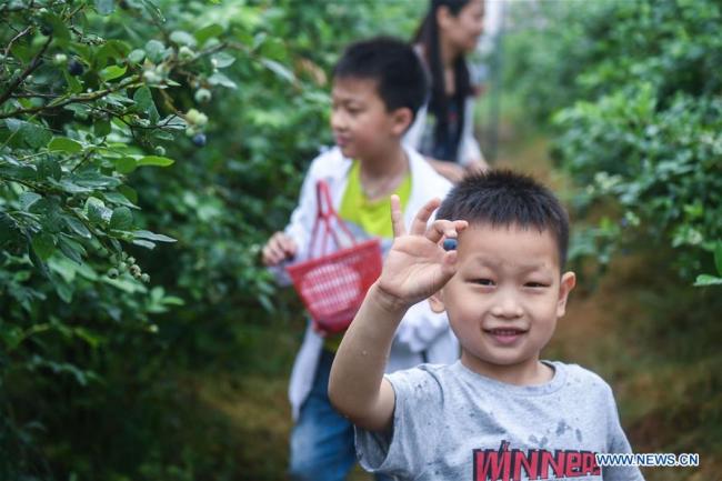 Des touristes récoltent des myrtilles dans une base à Lincheng, dans le district de Changxing, province chinoise du Zhejiang (est), le 19 mai 2018. Les myrtilles de Changxing sont mûres et la récolte attire de nombreux touristes. (Photo : Xu Yu)