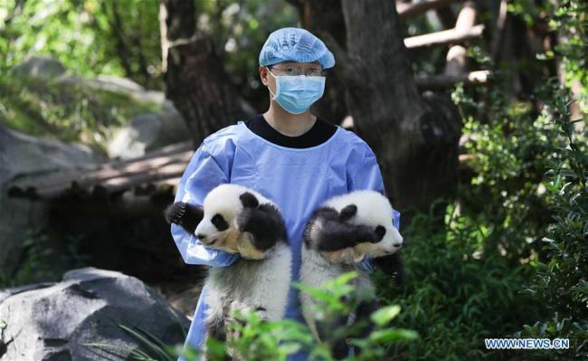 Photo prise le 28 septembre 2018 montrant des bébés pandas géants dans la Base de recherche sur l'élevage des pandas géants de Chengdu, dans la province chinoise du Sichuan (sud-ouest). (Xinhua)