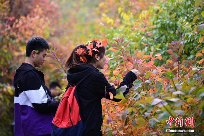 Le 20 octobre, des touristes admirent les feuilles rouges au parc des Collines parfumées (Xiangshan) de Beijing. Avec la chute des températures, les feuilles des arbres des Collines parfumées sont devenues rouges les unes après les autres.
