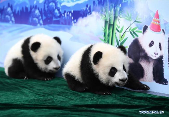 Une paire de bébés jumeaux pandas a fait sa première apparition à la Base de recherche de Qinling sur la reproduction des pandas géants de l'Académie des forêts du Shaanxi à Xi'an, capitale de la province du Shaanxi (nord-ouest de la Chine), le 11 novembre 2019. 