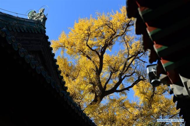 Des ginkgos au temple Dajue à Beijing, capitale de la Chine, le 11 novembre 2019. (Xinhua/Yin Dongxun)