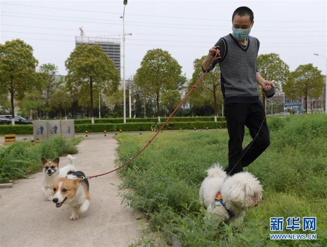 Gao Jindong promène des chiens aux environs de sa clinique vétérinaire, le 24 mars, à Wuhan.